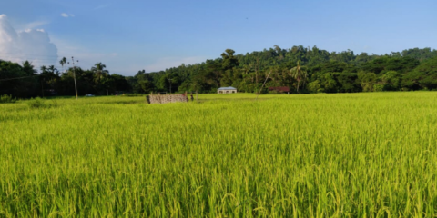 Life In The Andamans Growing Up: Webi Village - From The Lighthouse